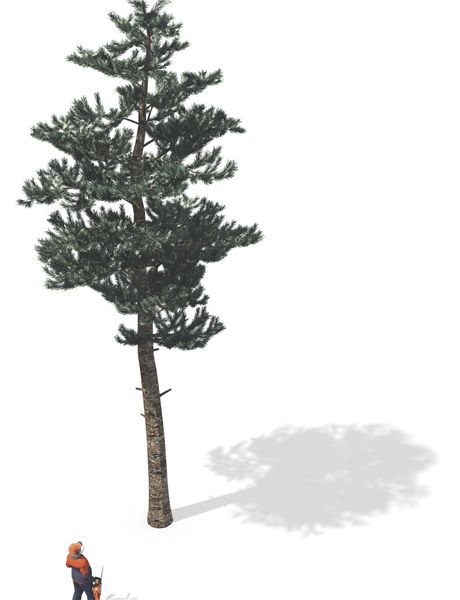 Zkontrolujte směr kácení stromu